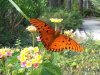 Gulf Fritillary Butterfly - (Agraulis vanilliae)4.jpg