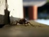 Boll Weevil2 - (Anthonomus grandis).jpg