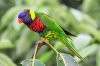 lorikeetWikipedia.jpg