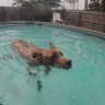 30a Swim Dog